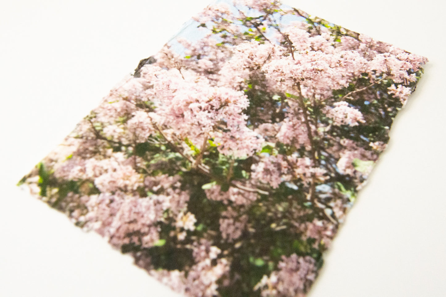Flower Photography Art Print